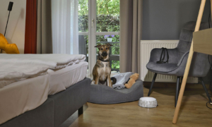 Landhotel-Schnuck-Hund_0523_007 Hundebereich mit Kissen, Napf und Ausblick ins Freie